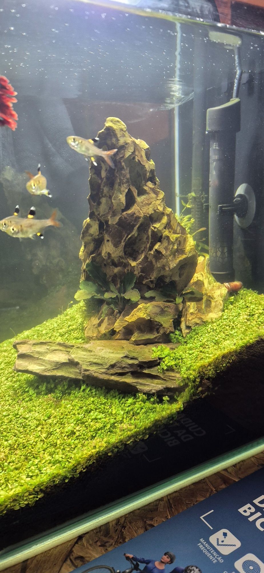 Aquário Aquael kit completo 20L