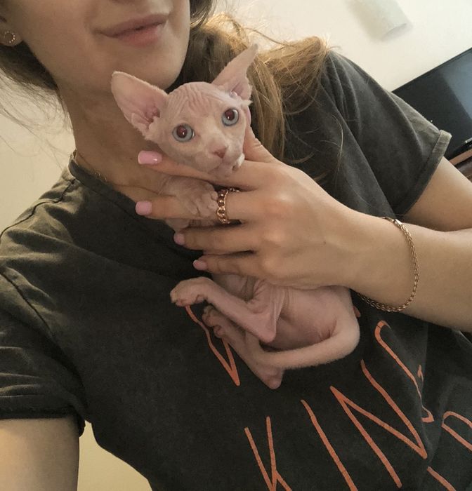 Біла поинт  сфинкс