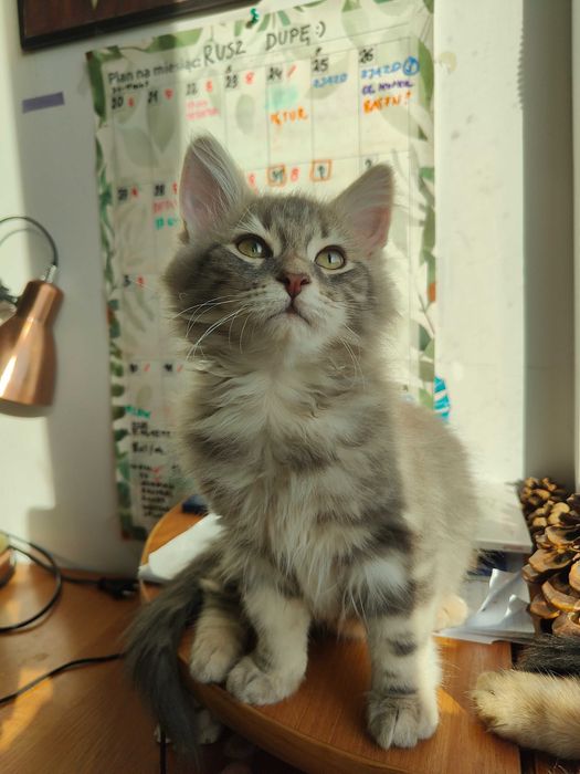 Piękna kotka syberyjska