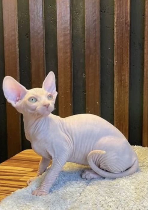 Канадский малыш Магнитик