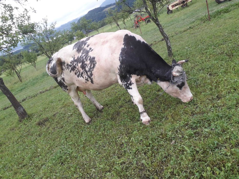 Krowa cielna ponad 700 kg