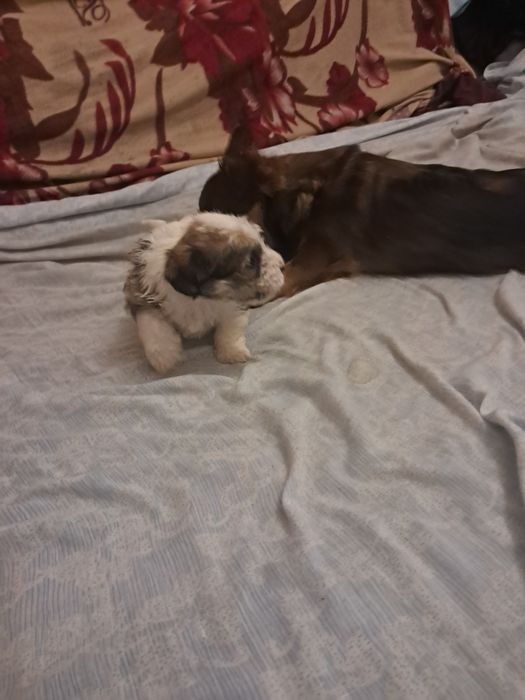 Продаю щенка біберйорка