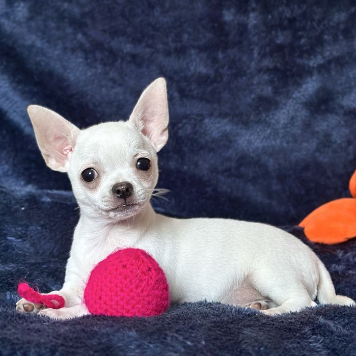 Біленький красунчик