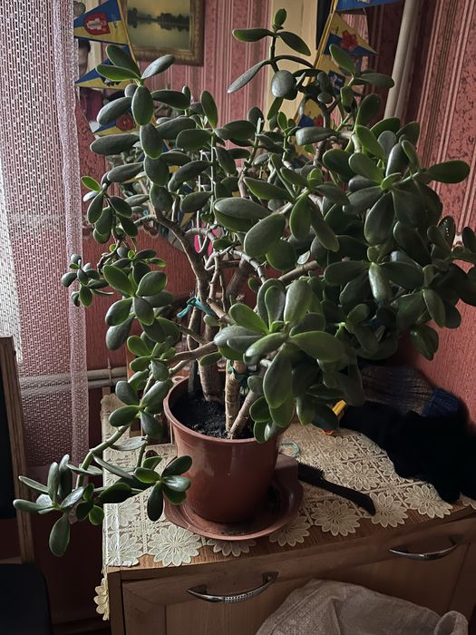 Грошове дерево