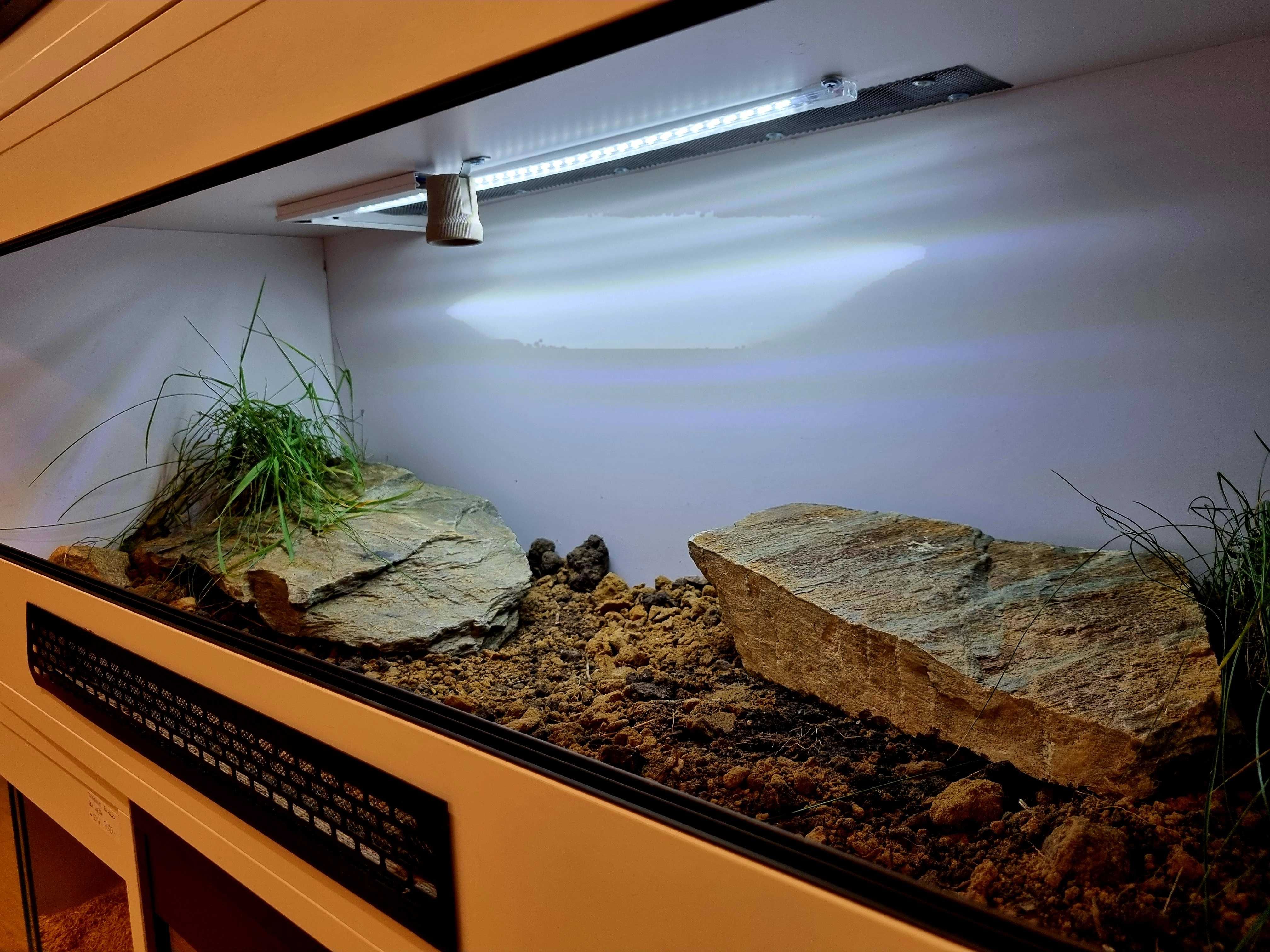 Terrarium żółw grecki stepowy lądowy