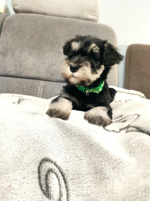 Sznaucer miniaturowy