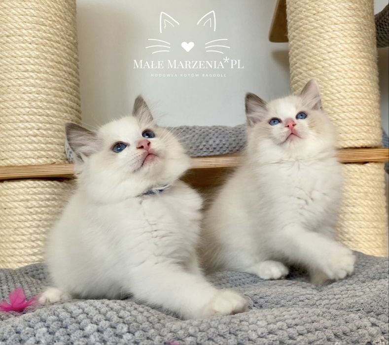 Kocurek ragdoll blue bicolor- Małe Marzenia FPL