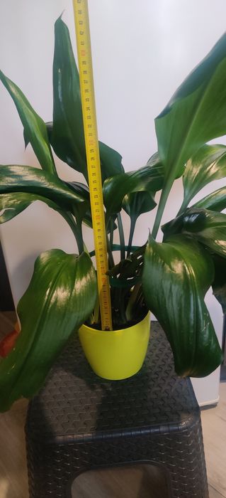 Продам вазон Еухаріс