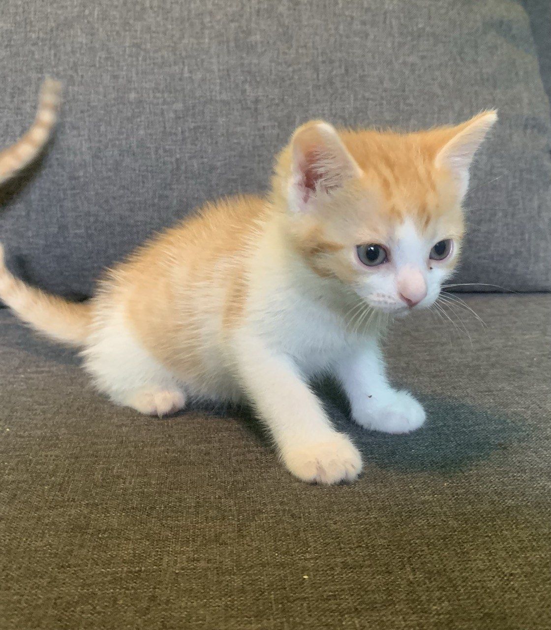 Чудные котятки в добрые руки!
