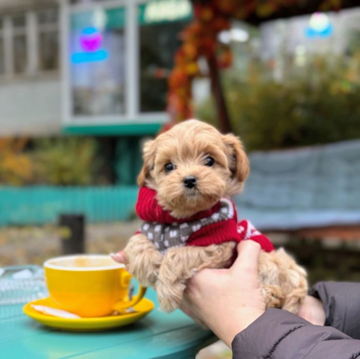 Миниатюрная девочка Мальтипу