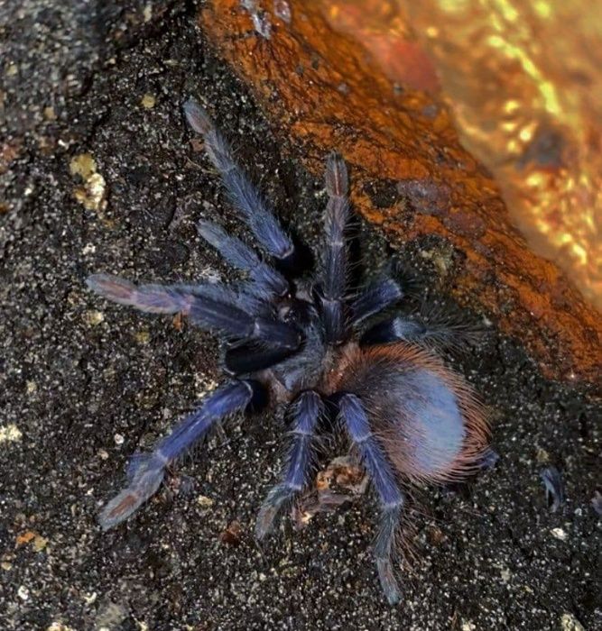 Самцы синего паука птицееда для новичков Pterinopelma sazimai новичкам