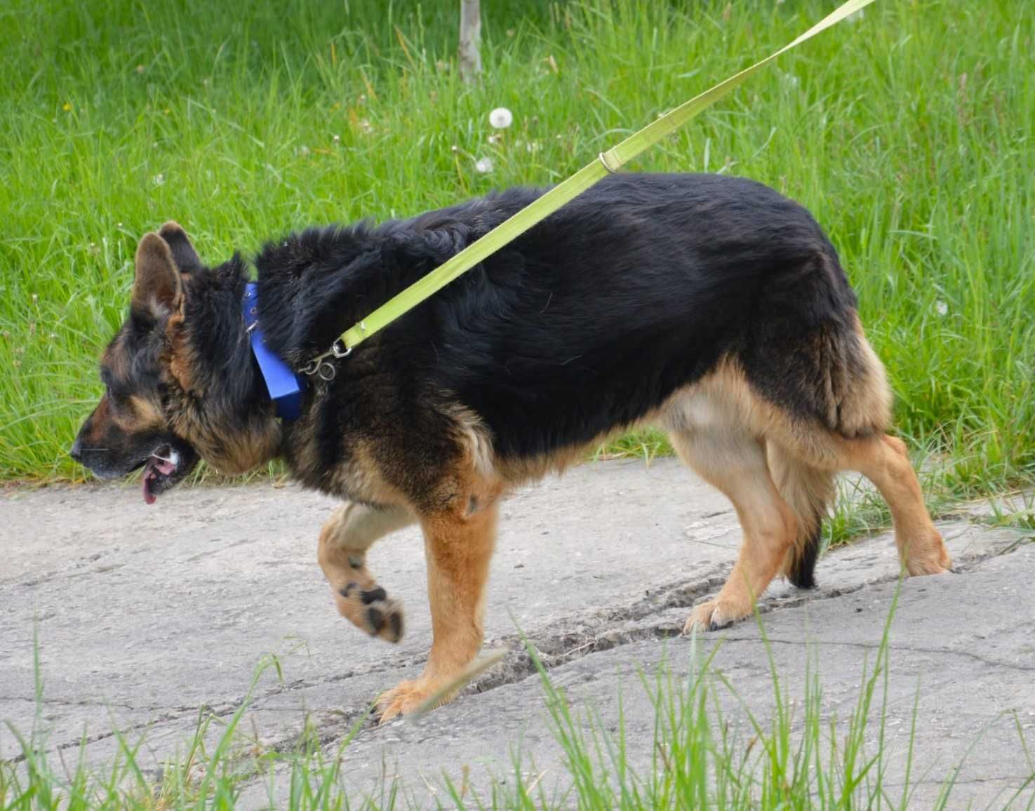 Lucky w typie owczarka szuka DOŚWIADCZONEGO domu !