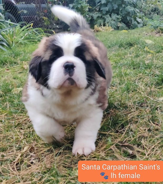 Do rezerwacji-Cudowna długowłosa dziewczynka Bernardyn (rodowod FCI)