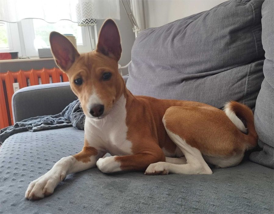 Szczenię Basenji
