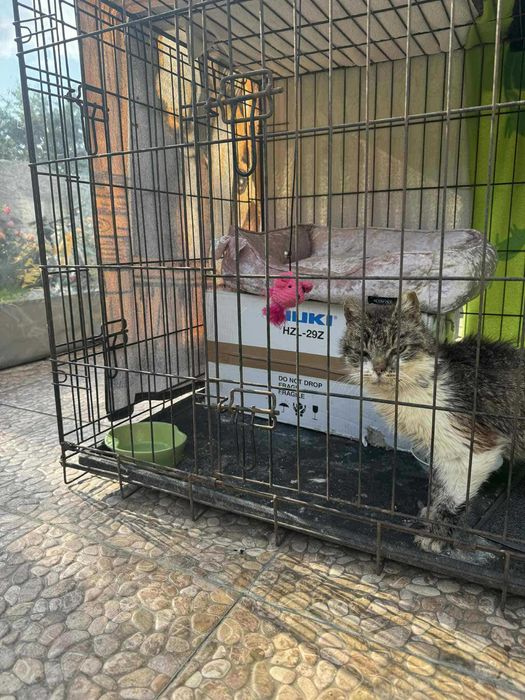 NUMA - kotka FIV+ w fatalnym stanie - adoptujesz? :(