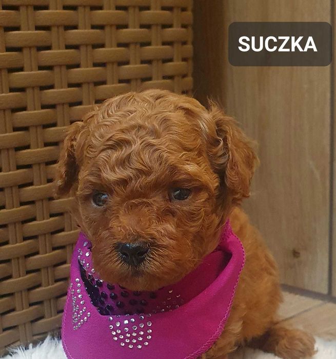 Pudel TOY- Śliczna suczka