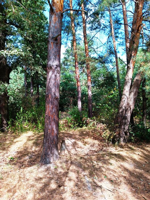 16,5 сот біля соснового лісу та водойми