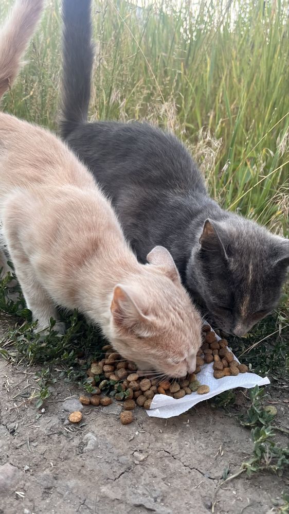 СРОЧНО, котята ищут дом