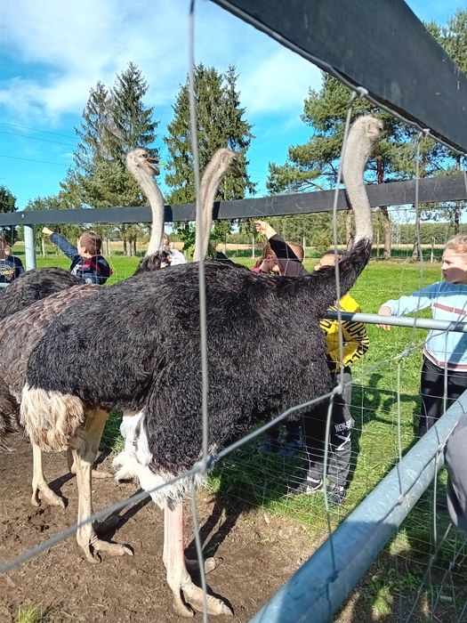 Struś afykański -samica - do dalszej hodowli, strusie.