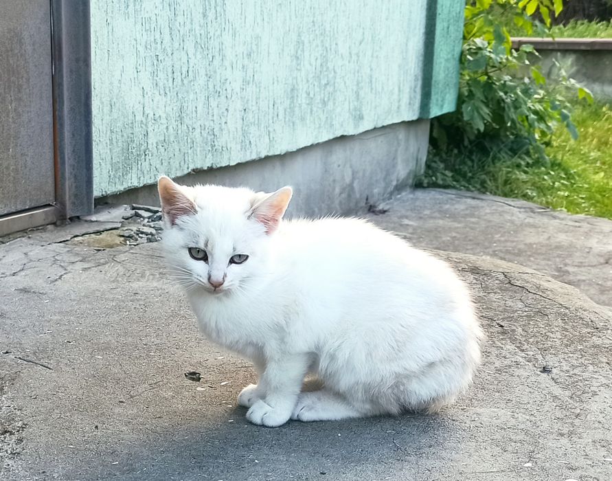 Прекрасні кошенята безкоштовно в добрі руки