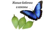 Живые бабочки и куколки (коконы)