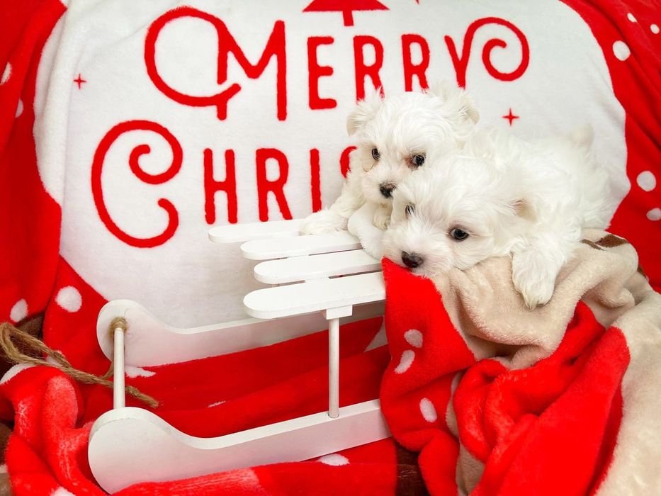 Piesek Maltańczyk rodowód