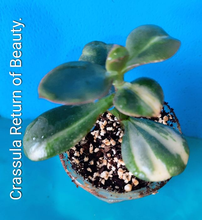 Вариегатные крассулы толстянки денежные деревья суккуленты.