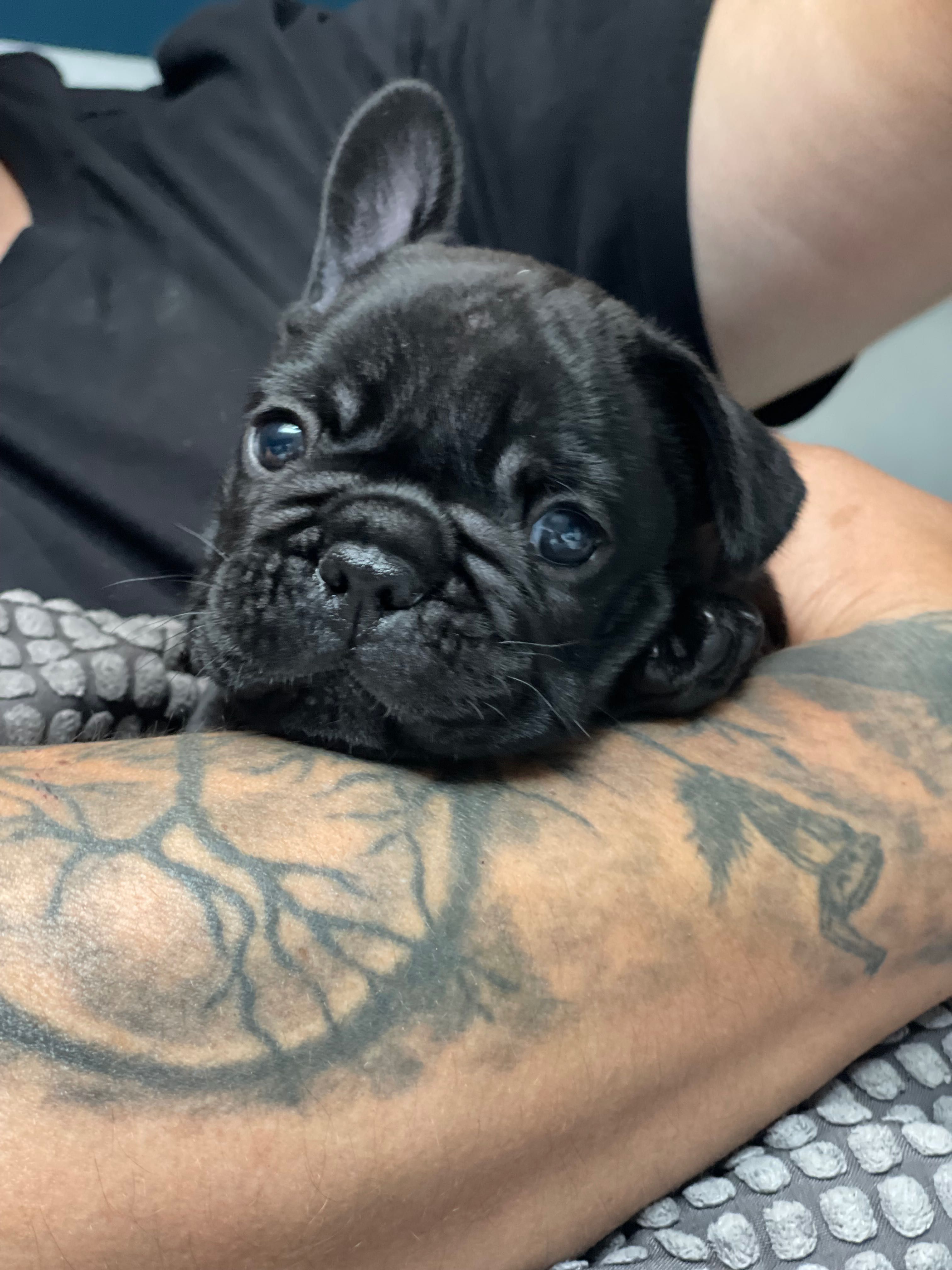Buldog francuski zkwp /FCI