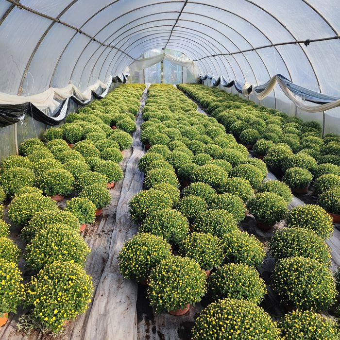 Chryzantemy sprzedam