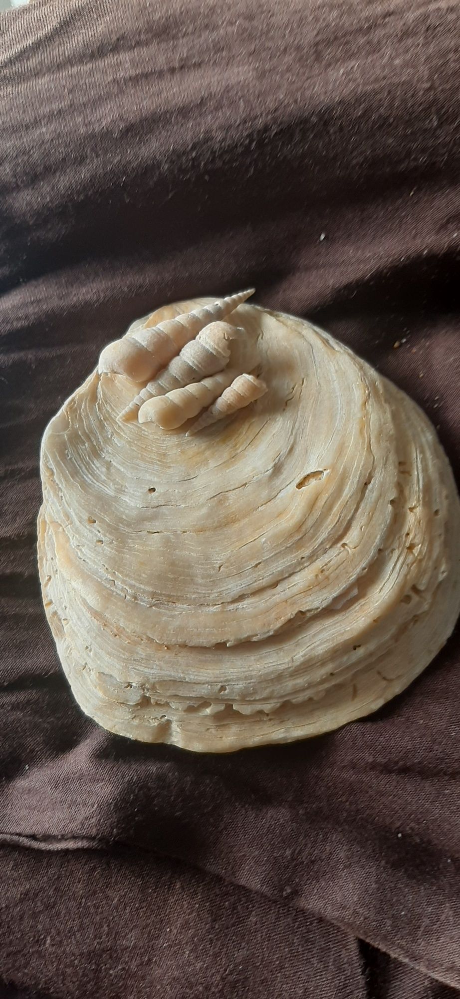 Conchas búzios decoração
