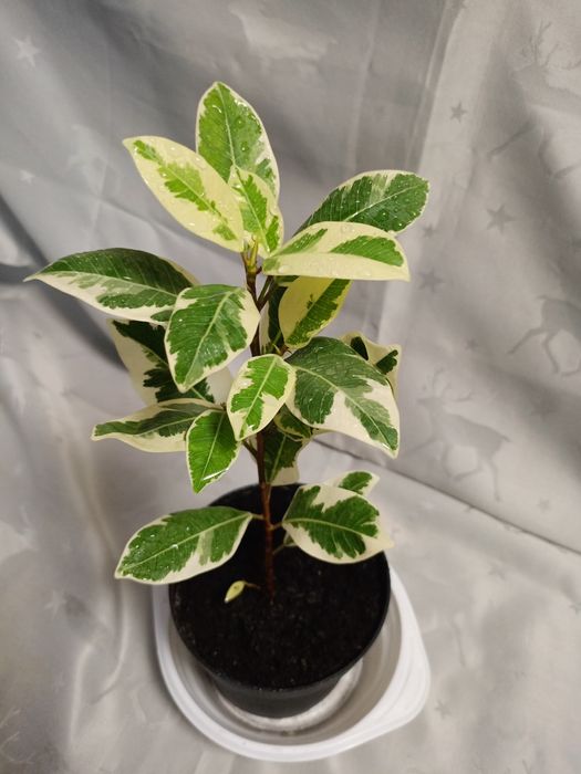 Фікус Альбамаргіната.