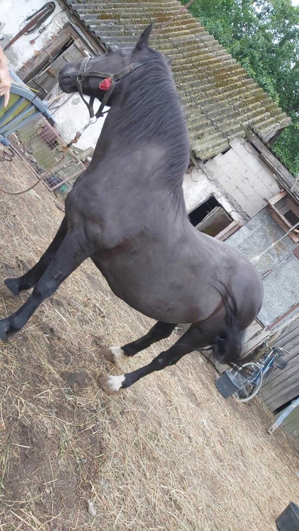 Sprzedam Klacz Zimnokrwistą