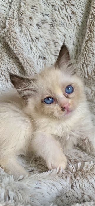 Ragdoll Kocurek Seal Bicolour znak szczegolny