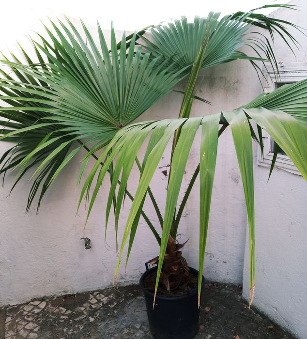 Palmeiras de leque da china, Livistona chinensis