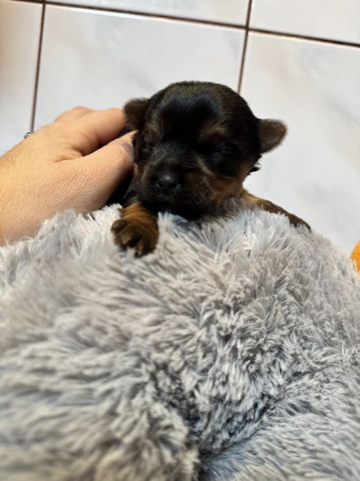 Йоркширський терєр