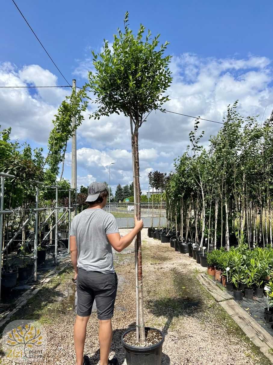 Wiśnia Osobliwa / Prunus 'Umbraculifera' / Pień 220cm / Obw.10-16cm