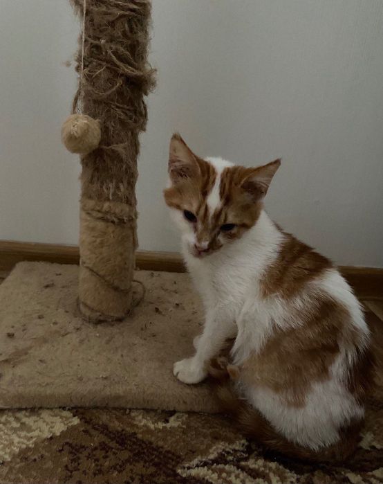 Віддамо кішечку, 5 місяців