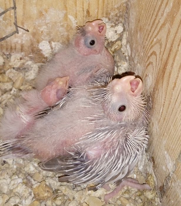 Caturras jovens para criar á mão.