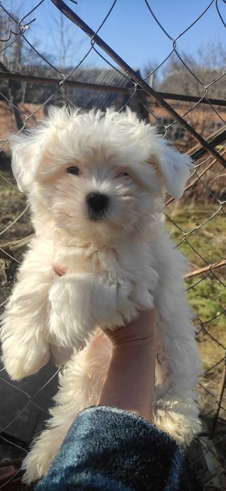 Хлопчик  Малезе !