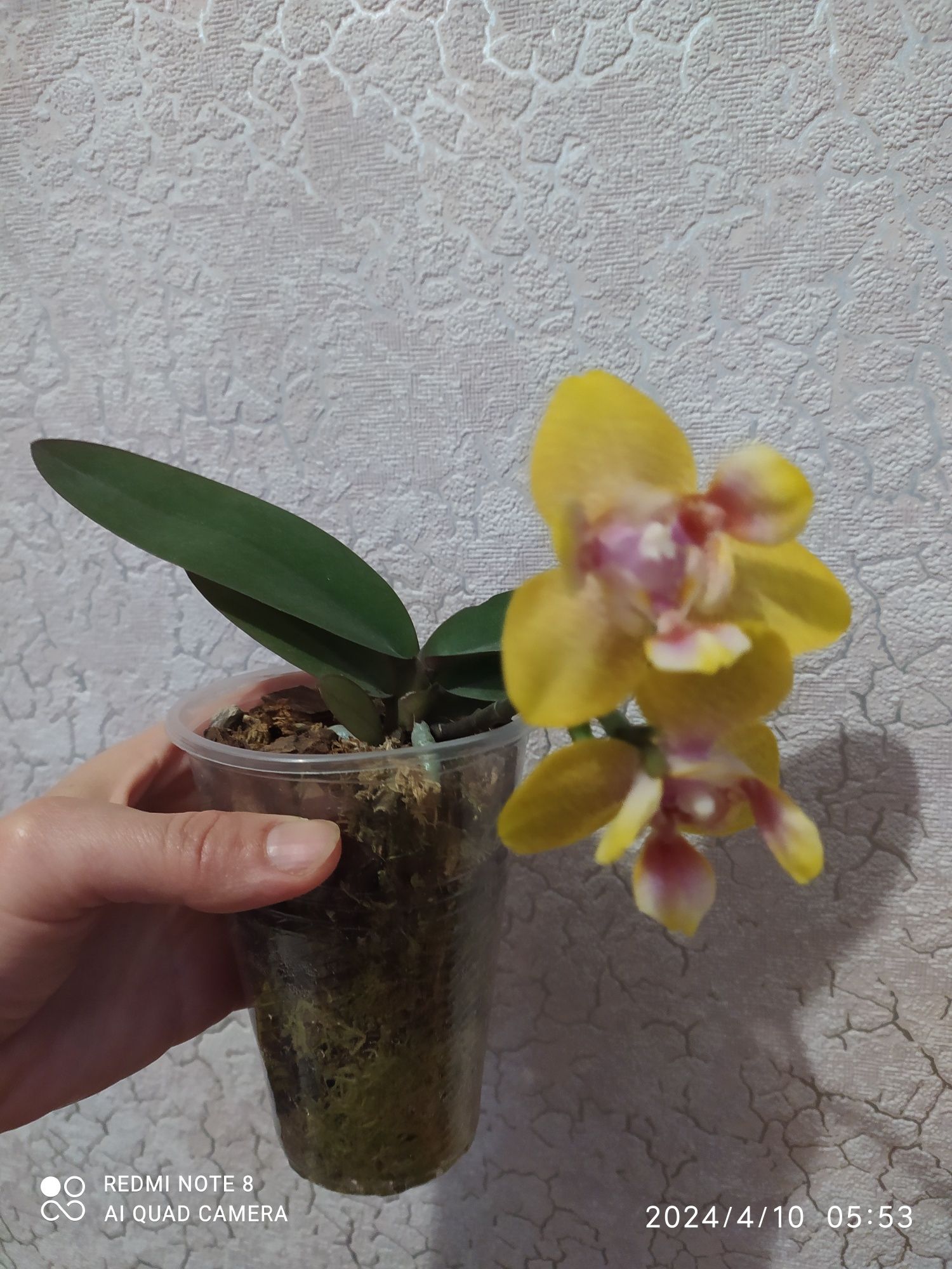 Орхідея пілор жовта