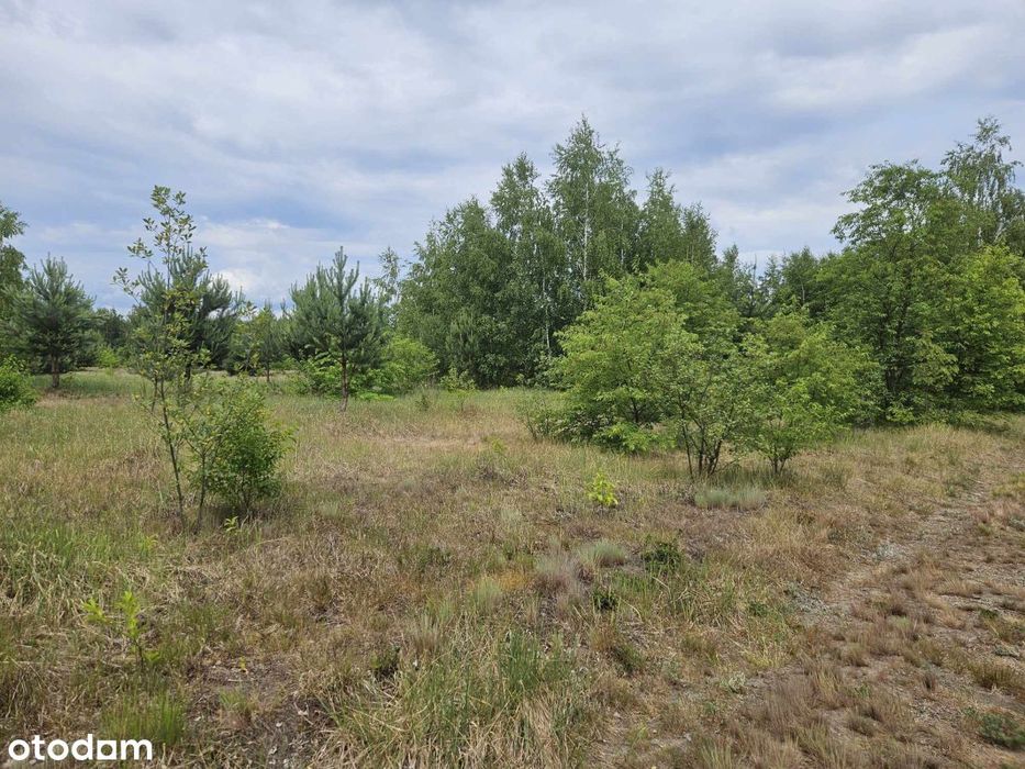 Sprzedam Działkę W Kamionce, 2000 M2, 295000 Pln