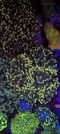 Euphyllia Paraancora Gold