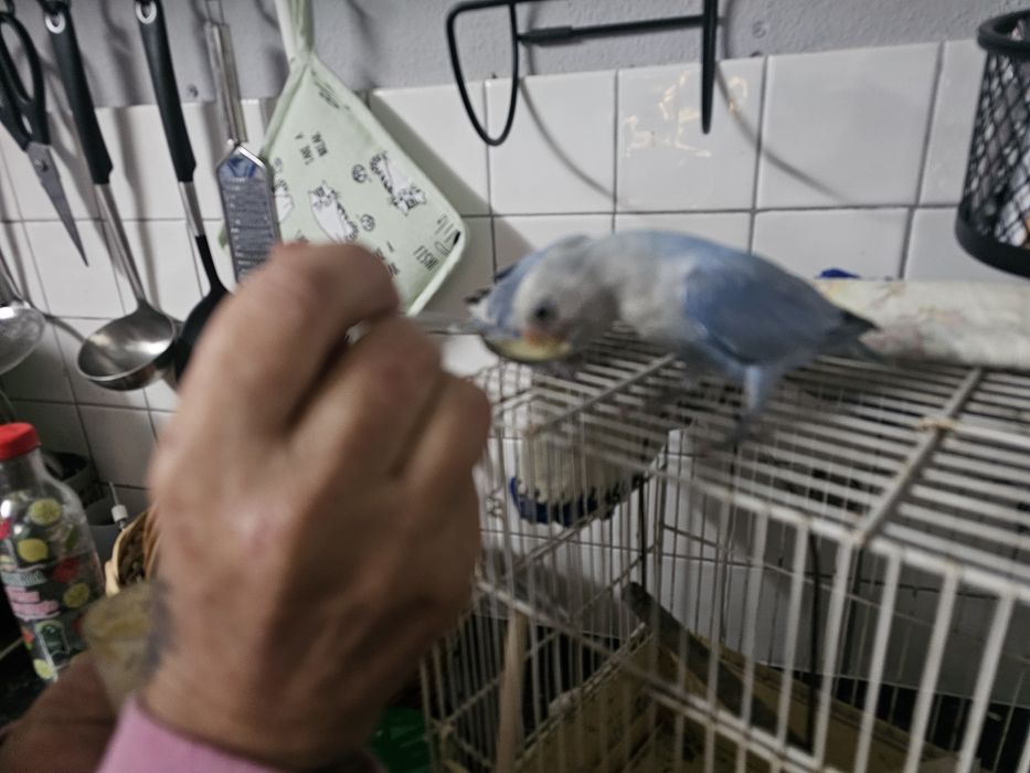 Rosicolis nascidos outubro