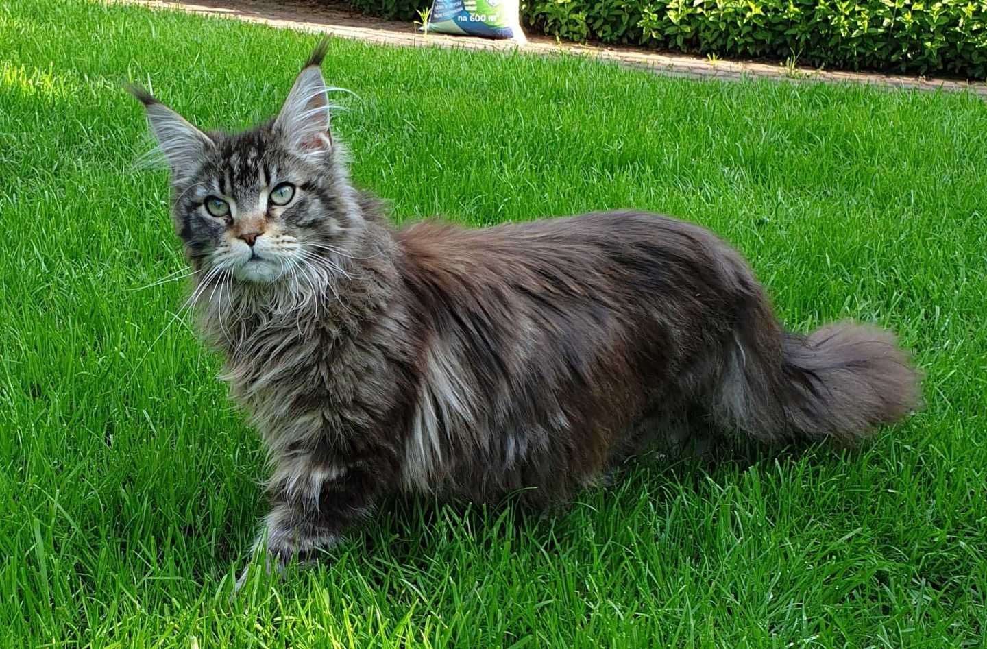kotek Maine Coon rodowód FPL Felis Polonia