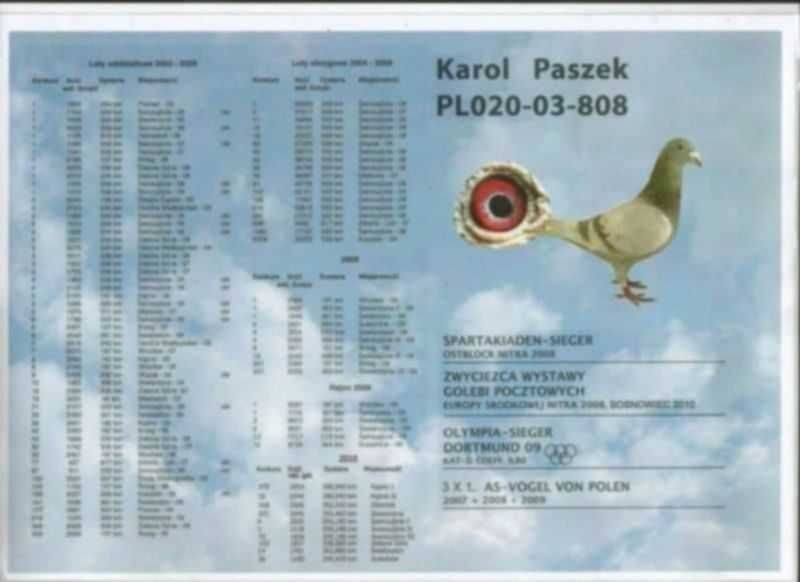 Wnuk x Wnuczka 808 K. Paszek gołębie pocztowe