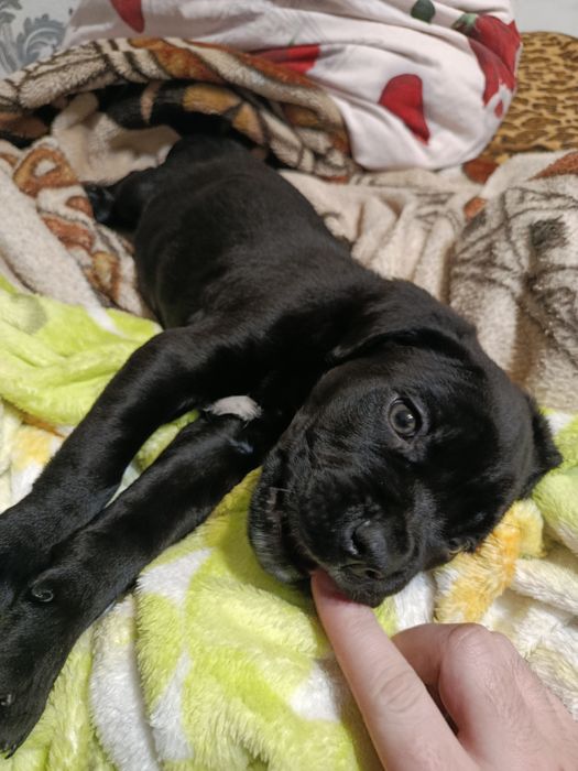 Кане Корсо шукає люблячу сім'ю