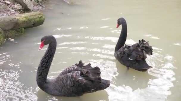 Уникальный черный лебедь, черные лебеди пары 1 год и взрослые