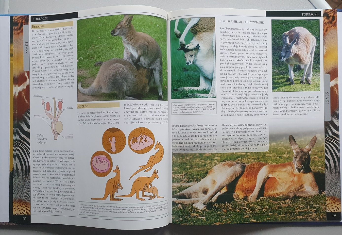 Wielka encyklopedia zwierząt SSAKI