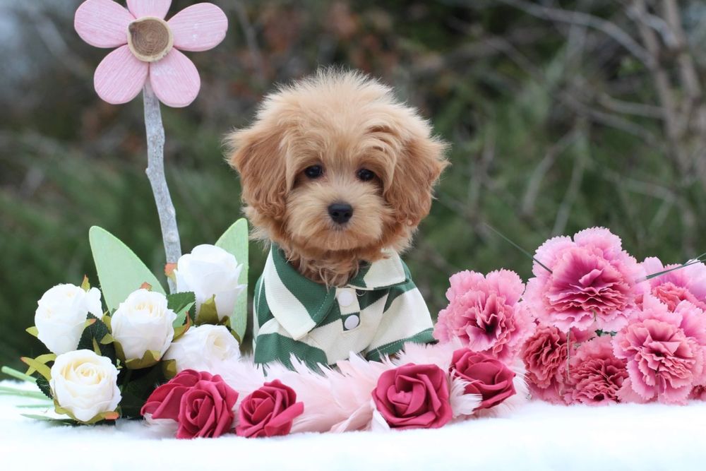 Maltipoo piesek gotowy do odbioru