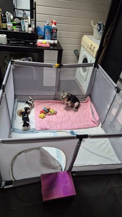 Mini Yorczki zarejestrowana hodowla